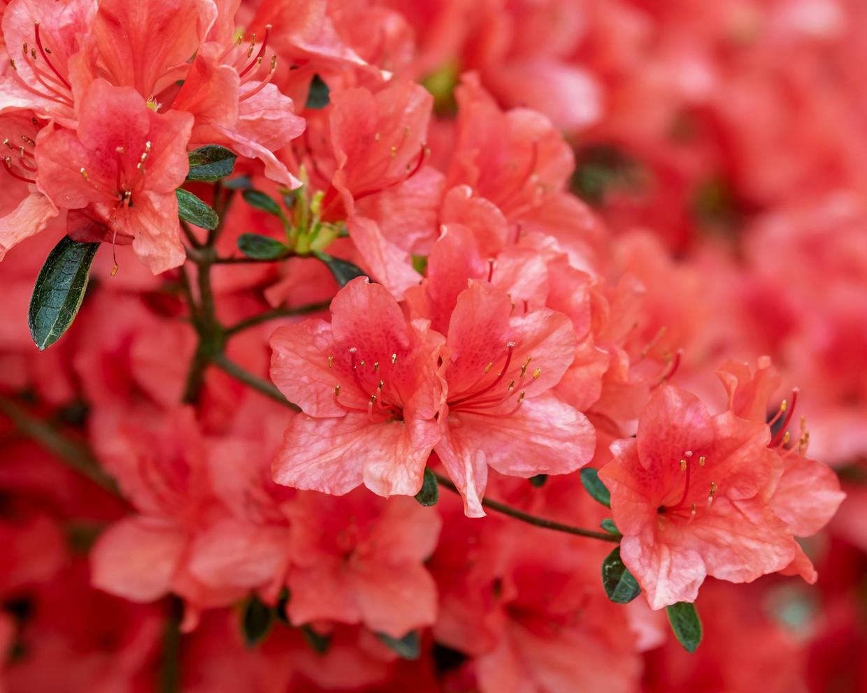 杜鹃花什么时候开花？杜鹃花一年开几次