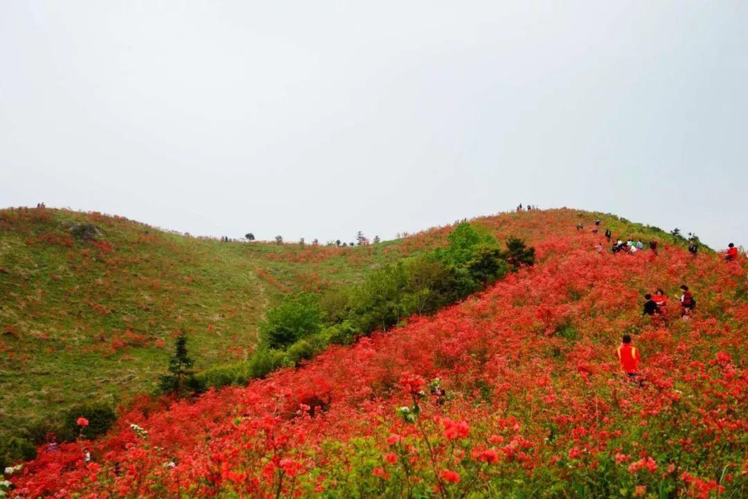 杜鹃花什么时候开花？杜鹃花一年开几次