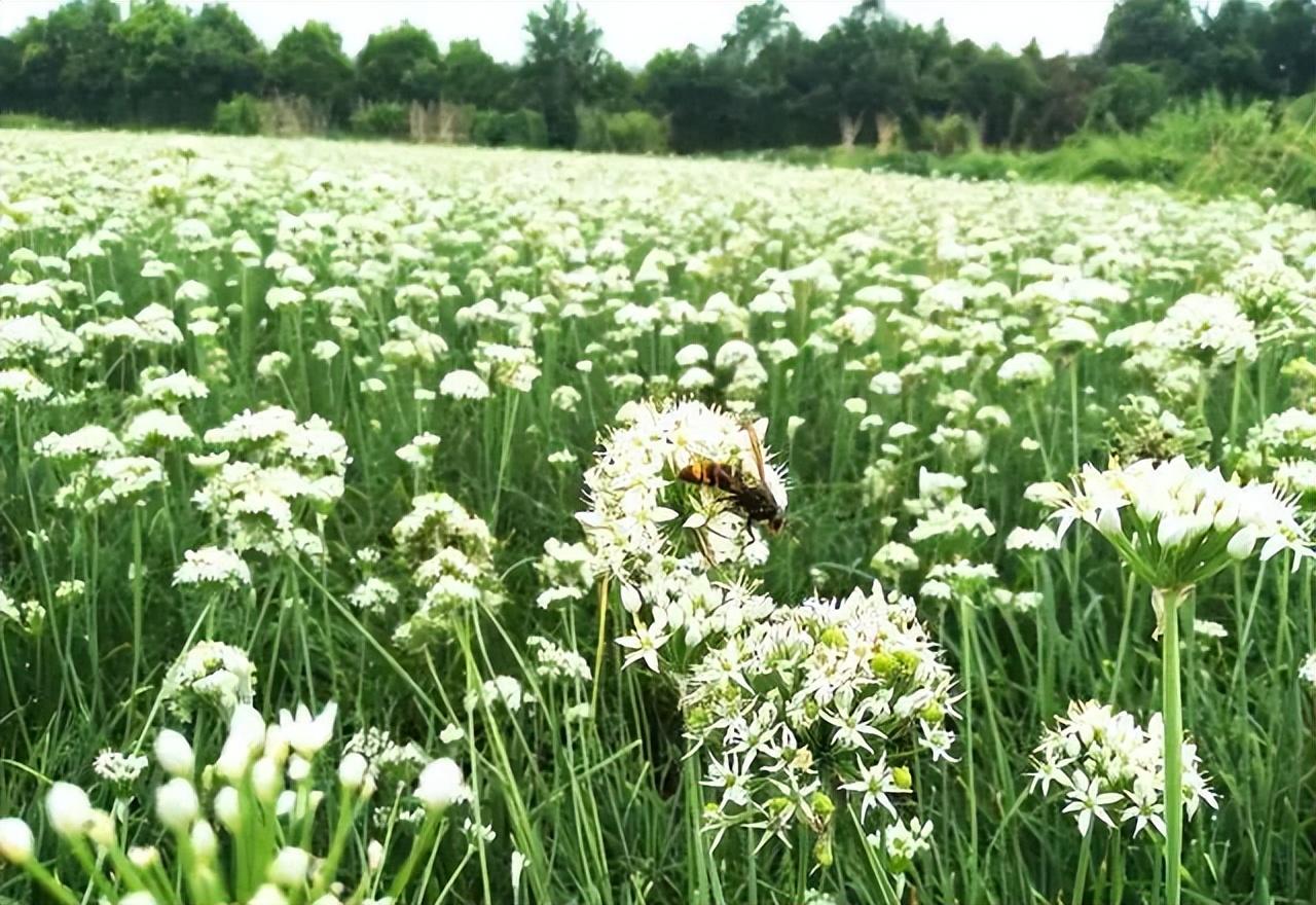 薹是什么意思？薹与苔有什么区别