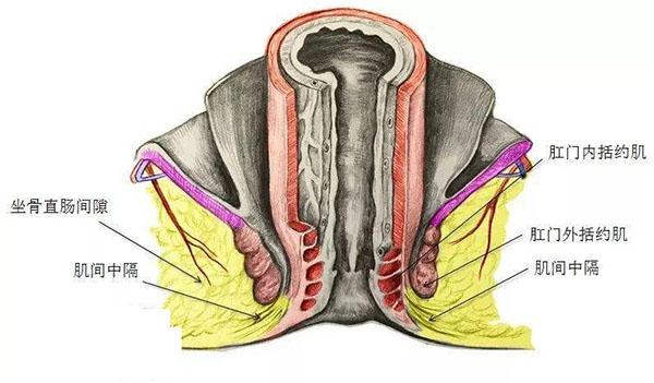 括约肌在哪？括约肌的作用