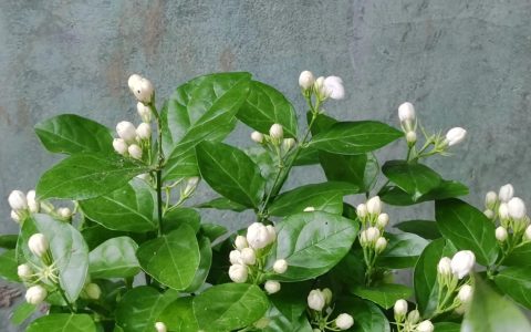 送茉莉花是什么意思？茉莉花的故事传说