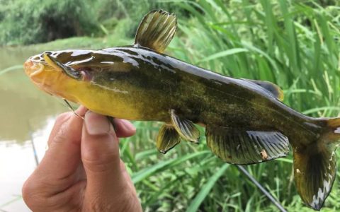 黄辣丁有刺吗?黄辣丁是什么鱼