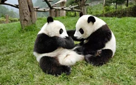 大熊猫的名字是怎么来的？大熊猫的命名来源