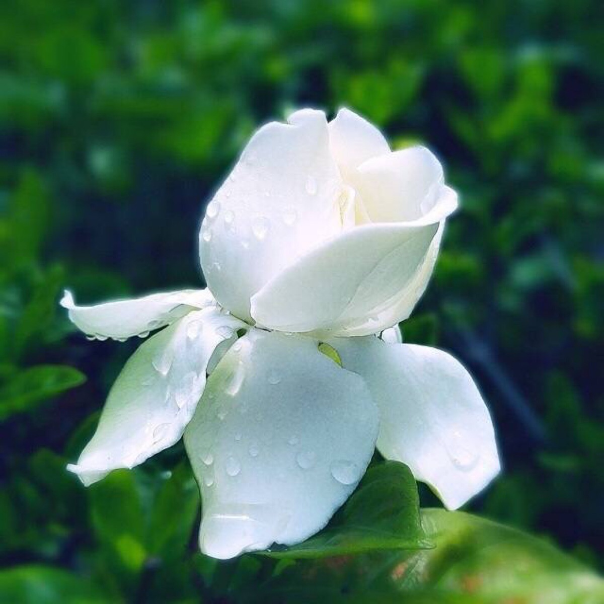 栀子花的花语是什么？栀子花的花语是什么意思