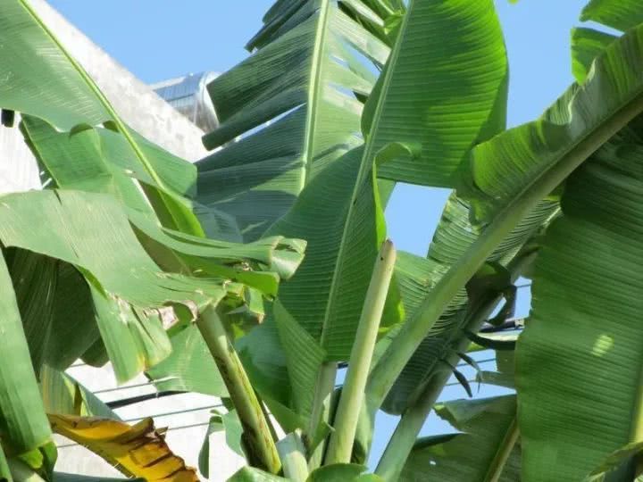 芭蕉的象征意义（芭蕉叶寓意及象征）
