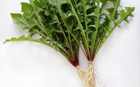 婆婆丁长啥样？婆婆丁的特点