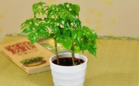 幸福树的寓意(幸福树的花语代表什么)