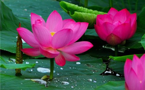 莲花的品质和精神象征（莲花特点及象征意义）