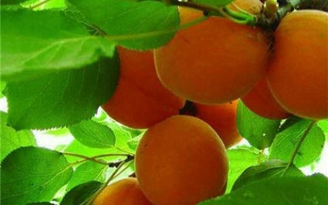 杏子是什么颜色？杏是什么植物