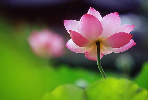 莲花的品质和精神象征（莲花特点及象征意义）