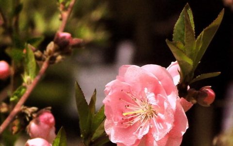 4月是什么春？四月是春天的什么春