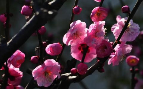梅花的外形特征和生长特点是什么？