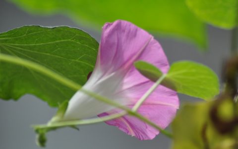 农历八月是什么季节？农历八月是初秋还是深秋