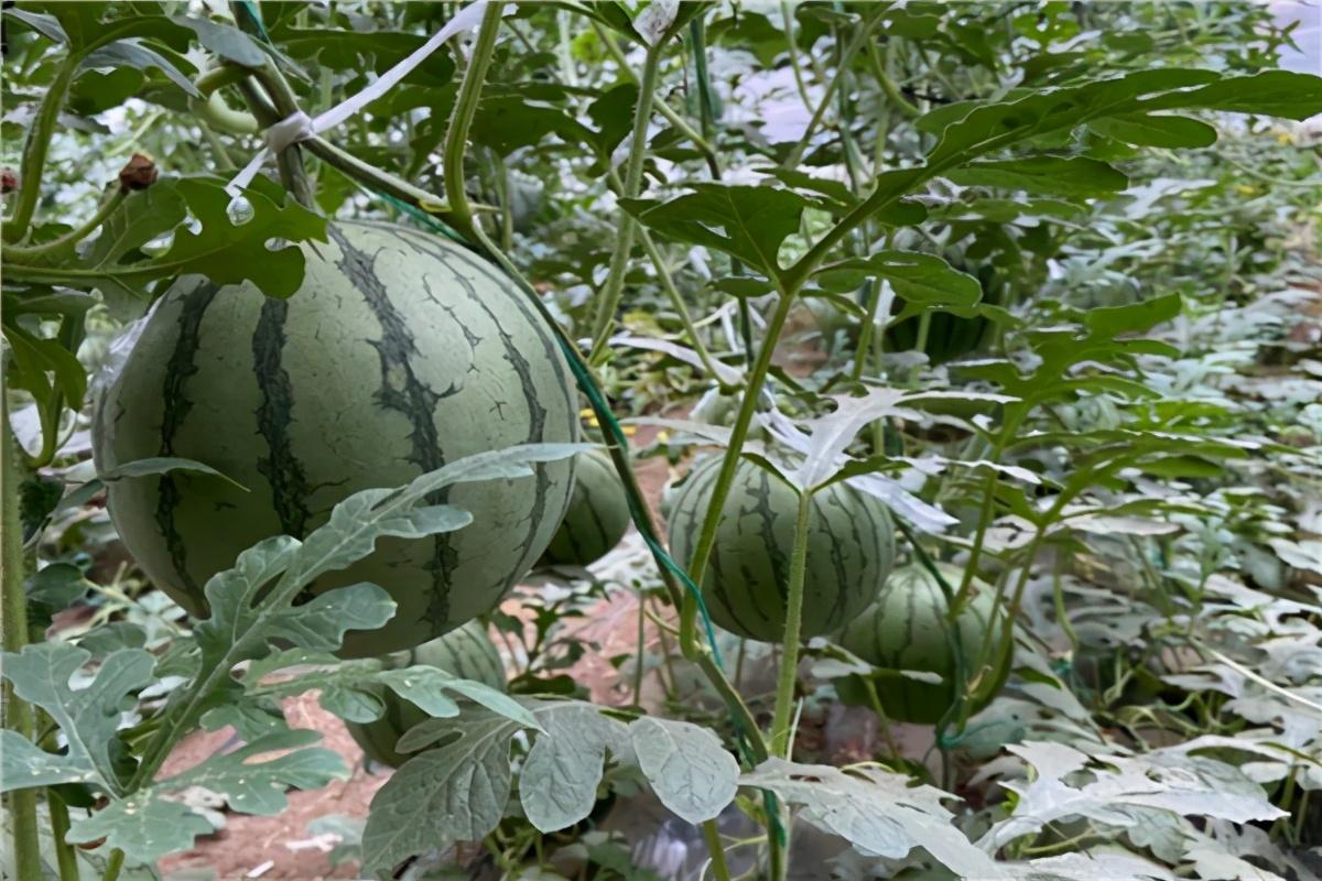 西瓜品种十大排行榜（早熟西瓜品种十大排行榜）