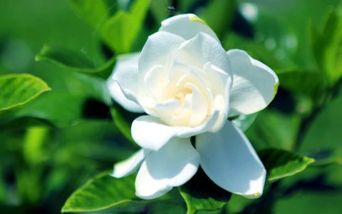 栀子花是什么？栀子花是在哪个季节开的