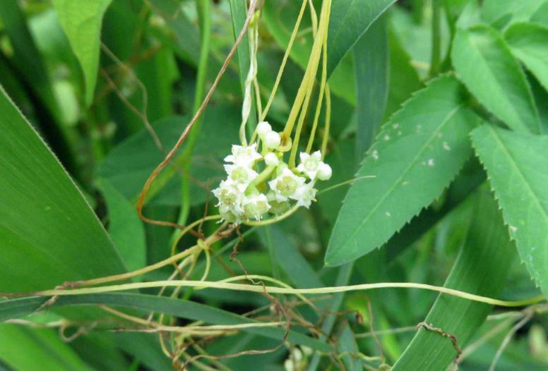 菟丝花形容人是什么意思（菟丝花形容什么样的人）