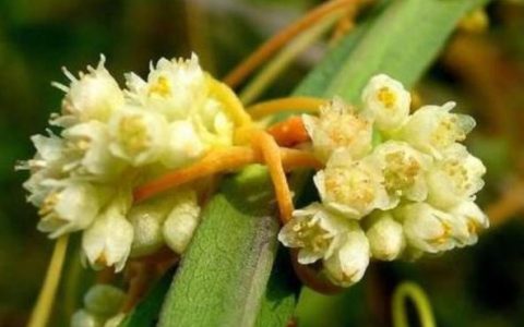 菟丝花形容人是什么意思（菟丝花形容什么样的人）
