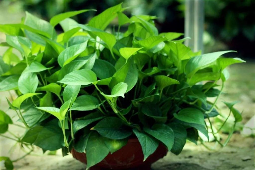 啤酒水可以浇哪些植物？什么植物可以浇啤酒水