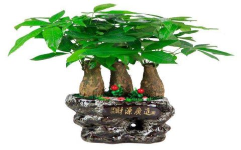 发财树怎样浇水（发财树怎样浇水养护）