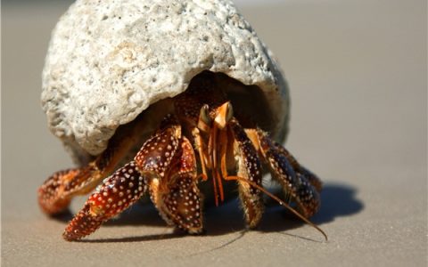 寄居蟹能活多久?寄居蟹怎么养