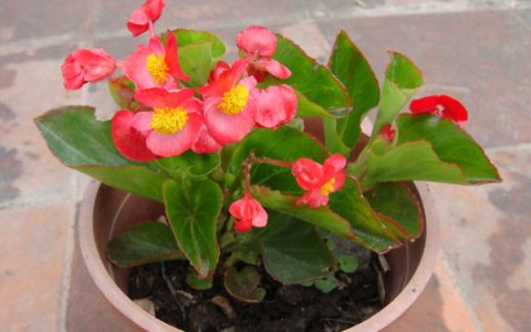 哪些花四季常开又好养？什么花好看还四季开花