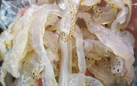 海蜇与水母的区别（水母是海蜇吗）