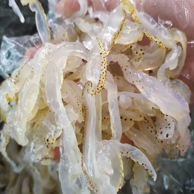 海蜇与水母的区别（水母是海蜇吗）