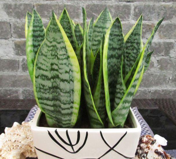 啤酒水可以浇哪些植物？什么植物可以浇啤酒水