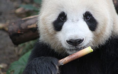 大熊猫吃什么?大熊猫吃肉吗