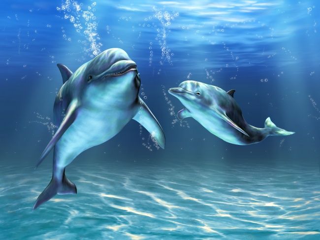 海豚的天敌是谁？海豚的天敌是什么动物