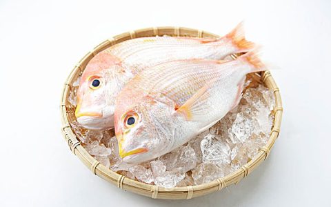 鲷鱼读diao还是chou？鲷鱼读音