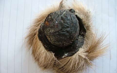 麝香是什么东西？麝香是什么动物身上的哪个部位