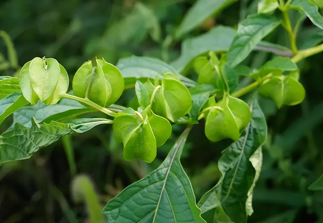 冰粉籽是什么植物？冰粉籽和冰粉有什么关系