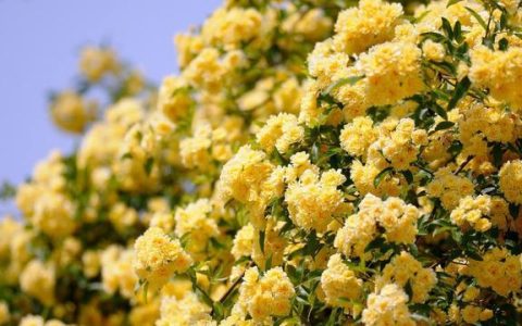 黄木香花为什么不能种？黄木香花为什么叫鬼招手