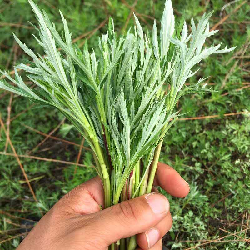 柳蒿芽的功效与作用（东北野菜柳蒿芽的功效）