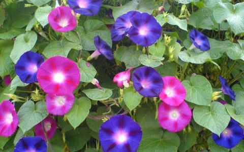 朝颜花和夕颜花的区别（牵牛花别名夕颜还是朝颜）
