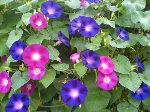 朝颜花和夕颜花的区别（牵牛花别名夕颜还是朝颜）