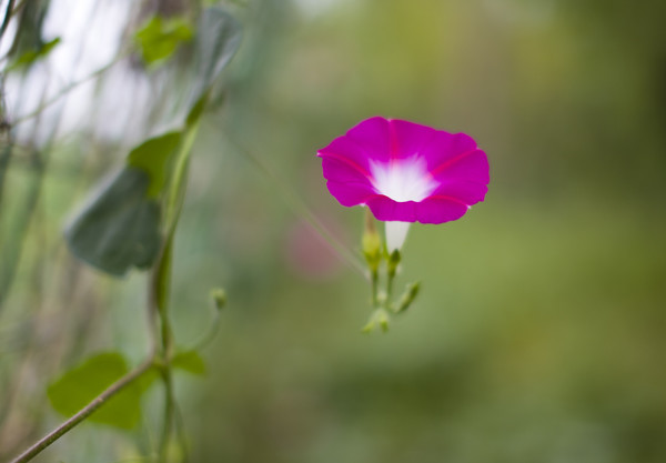 朝颜花和夕颜花的区别（牵牛花别名夕颜还是朝颜）