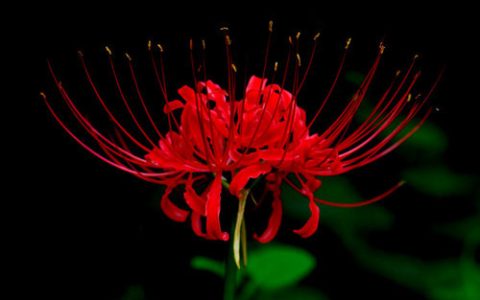 冥界四花名字（冥界四花之首）