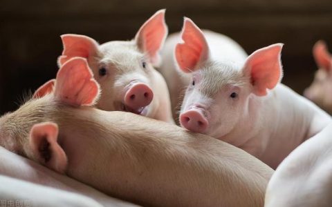 母猪肉能吃吗，为什么很多人都说母猪肉不能吃呢？