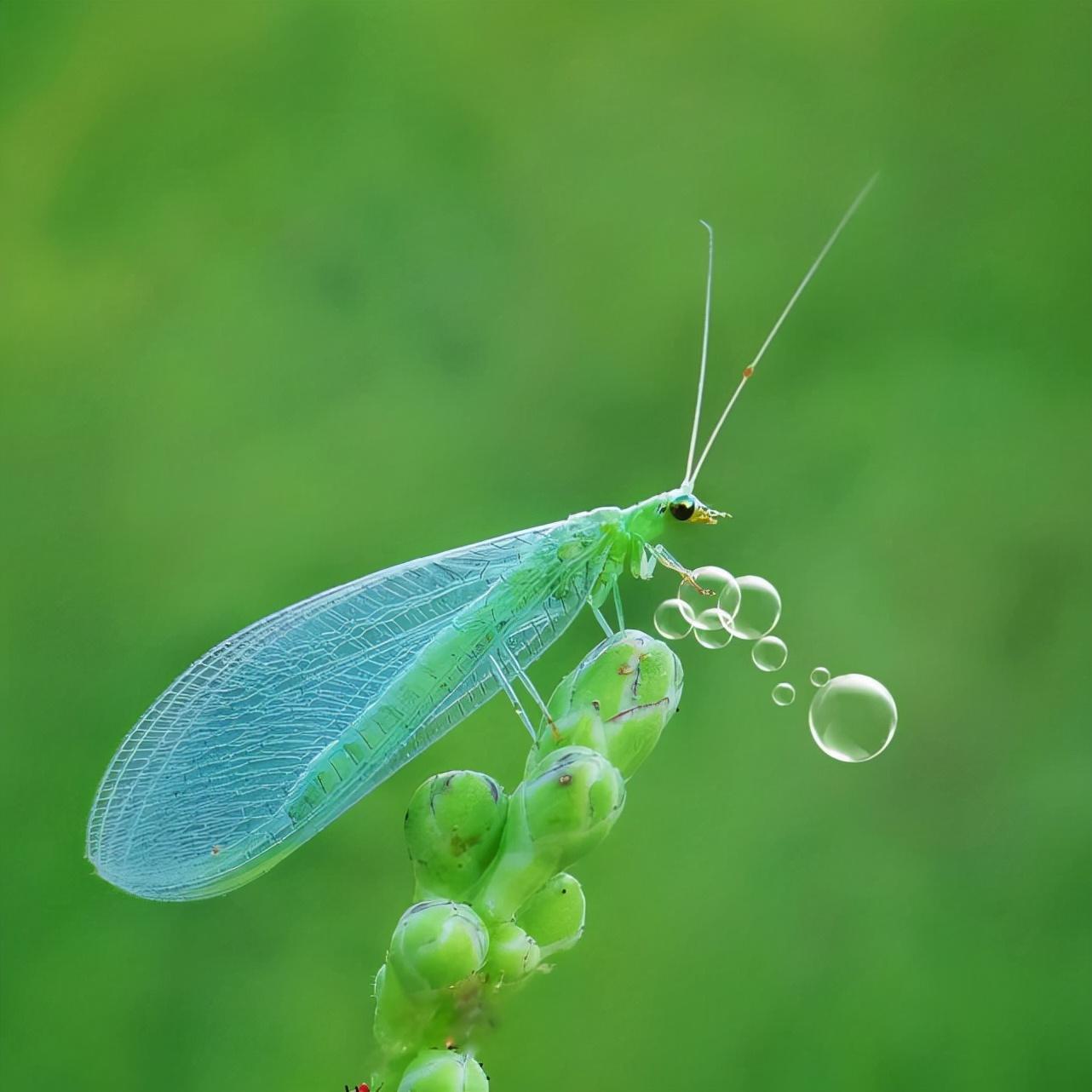 益虫有哪些?最常见的益虫