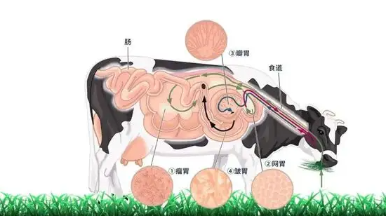 毛肚是什么?牛百叶和毛肚的区别