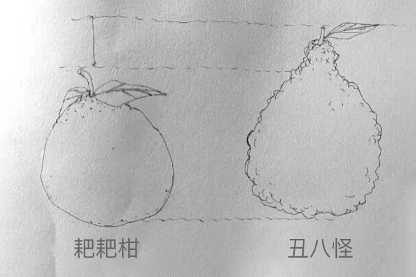 耙耙柑与丑橘的区别？