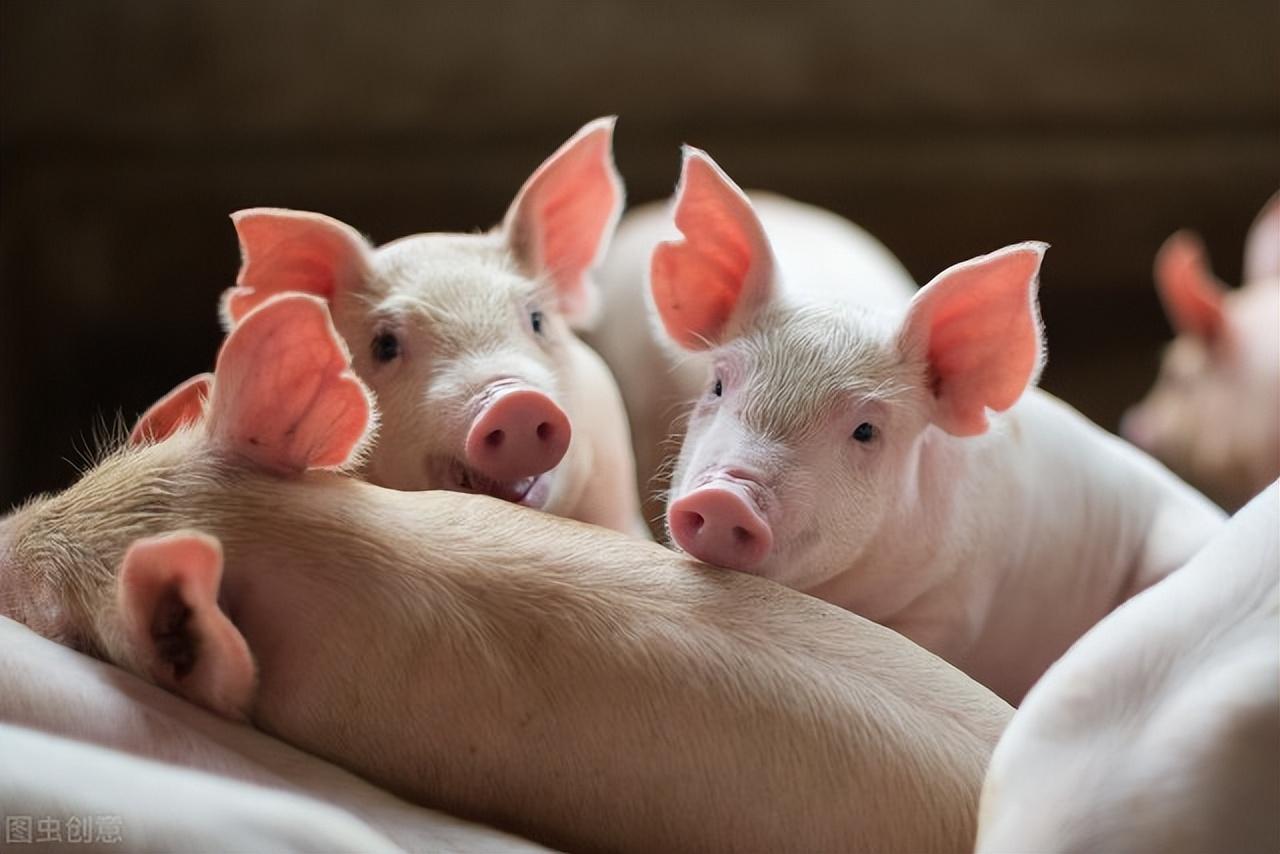母猪肉能吃吗，为什么很多人都说母猪肉不能吃呢？