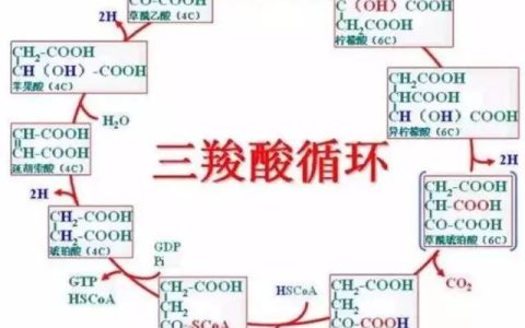 三羧酸循环记忆口诀（三羧酸循环是什么）