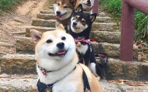 lmao什么意思（lmao什么意思网络用语）
