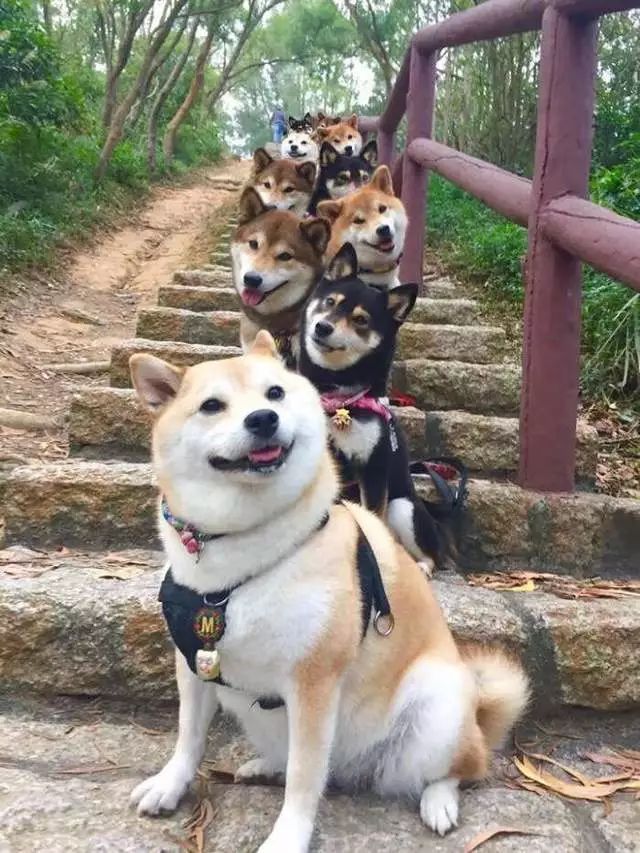 lmao什么意思（lmao什么意思网络用语）