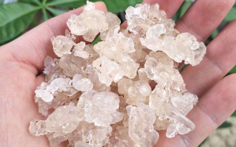 雪燕是什么东西（雪燕有什么功效和营养）