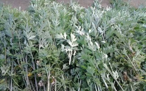 野艾蒿和艾草的区别（野艾蒿和艾草哪个更好）