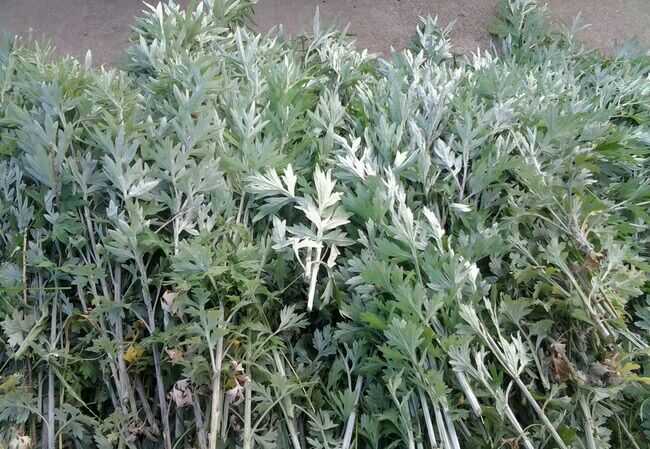 野艾蒿和艾草的区别（野艾蒿和艾草哪个更好）